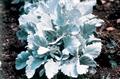 برگ نقره ای